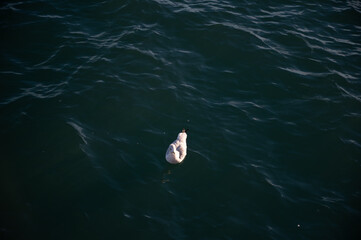 pigeon swimming in the water