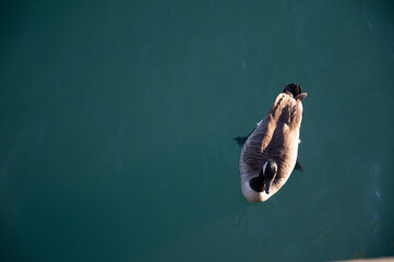 duck swimming in the water