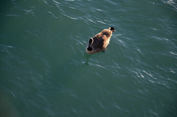 duck swimming in the water