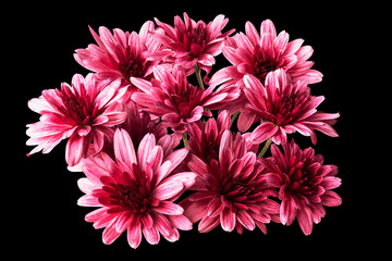 A large bouquet of small pink chrysanthemums on a black background
