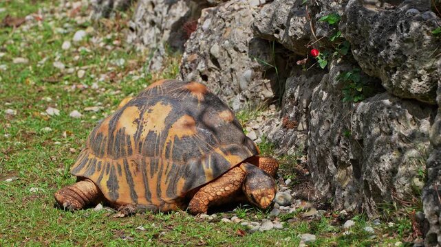 The radiated tortoise, Astrochelys radiata. This species is Critically Endangered and native to and most abundant in southern Madagascar.
