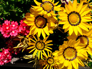 Close-up yellow yellow gazania and red verbenas in french garden