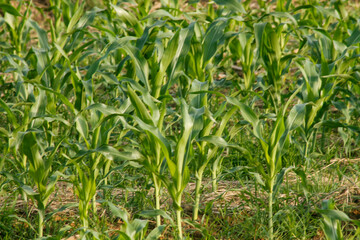 Young corn plants growing in cultivated agricultural field.	