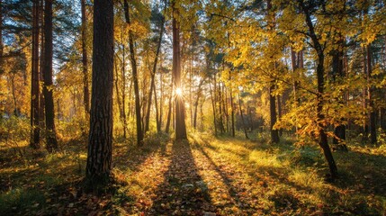 Sunlight streams into a serene forest illuminating golden leaves on gentle trees during autumn.