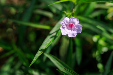 Close-up of a Ruellia flower, also known as Mexican petunia or wild petunia, shallow DOF