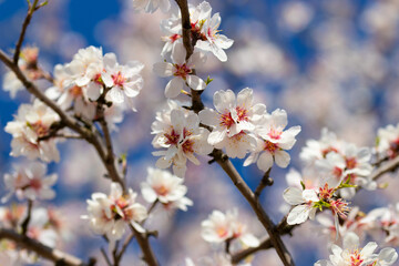 Obraz premium Beautiful closeup on almonds trees in bloom, blossoms are white and pink, shoot in Huspopeče in the Czech Republic.