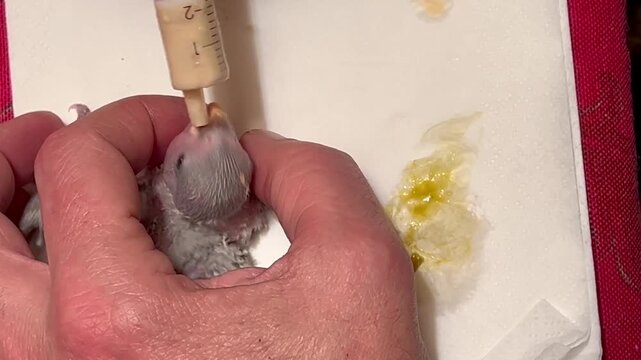 Veterinarian feeding newborn parrot chick with syringe