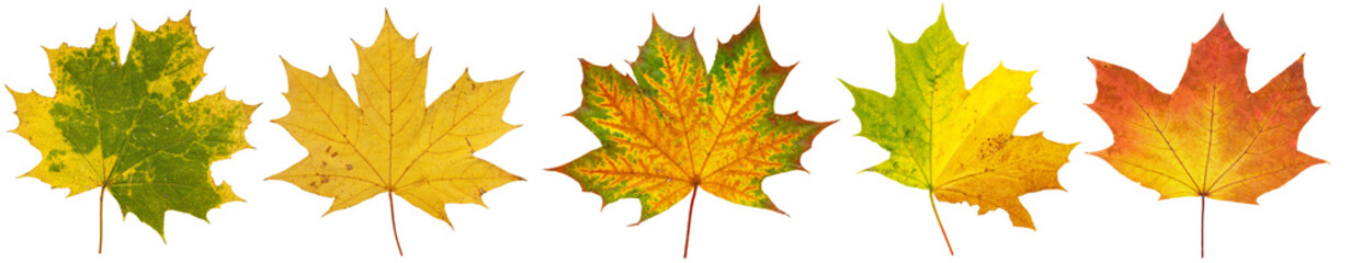 Collection of Colorful Autumn Leaves with Vibrant Colors on Isolated Background