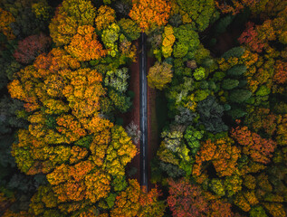 Vista a&eacute;rea de floresta no outono com estrada