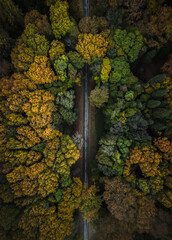 Vista aérea de floresta no outono com estrada