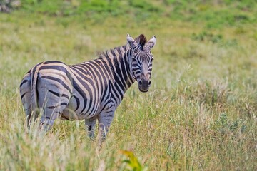 Fototapeta premium Zebras (Hippotigris) on the African continent constitute one of the most important rings of safari.