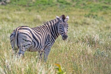 Fototapeta premium Zebras (Hippotigris) on the African continent constitute one of the most important rings of safari.
