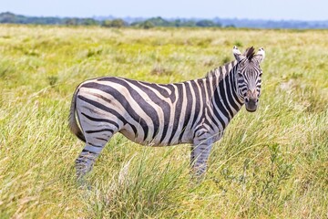 Zebras (Hippotigris) on the African continent constitute one of the most important rings of safari.