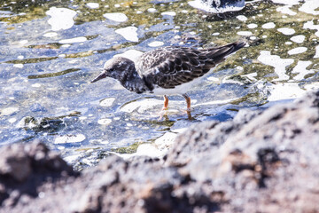 Steinwälzer (Arenaria interpres)