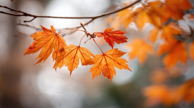 Bright orange leaves cling to branches swaying softly in the crisp autumn air under a cloudy sky.