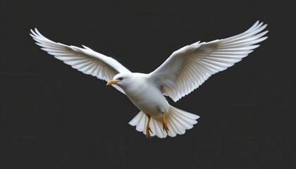 Obraz premium Majestic white bird soaring gracefully against a dark background with outstretched wings in flight