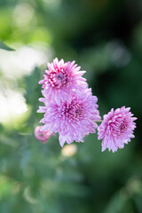 Pink Chrysanthemum Blooms in Soft Garden Light, Vibrant Floral Portrait for Spring and Nature Stock