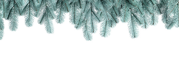 Christmas tree branches isolated on white. Greeting card or poster design