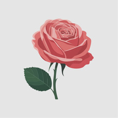 Illustration of a pink rose with a green stem and leaf on a light gray background.