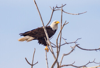 A large Bald Eagle perched on baren branches against a light blue sky. Close up view.