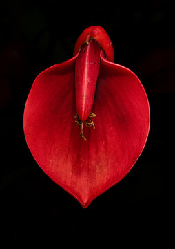 Flor de Ceibo, flor nacional de Argentina