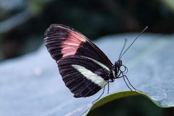 butterfly on a leaf