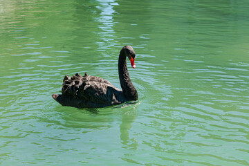 Obraz premium A black swan gracefully swims across a lake in the Valsanzibio park, Galzignano Terme, Italy.
