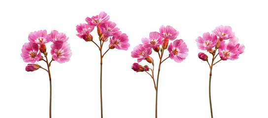 Four delicate pink flowers on long stems against a black background.  Each flower displays clusters of small,  petal-like blooms.  The stems are thin and light-colored