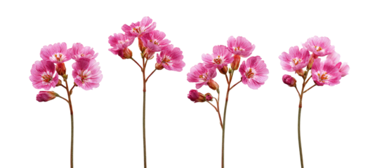 Four delicate pink flowers on long stems against a black background.  Each flower displays clusters of small,  petal-like blooms.  The stems are thin and light-colored