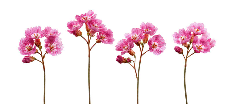 Four delicate pink flowers on long stems against a black background.  Each flower displays clusters of small,  petal-like blooms.  The stems are thin and light-colored