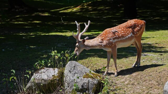 The fallow deer, Dama mesopotamica is a ruminant mammal belonging to the family Cervidae.