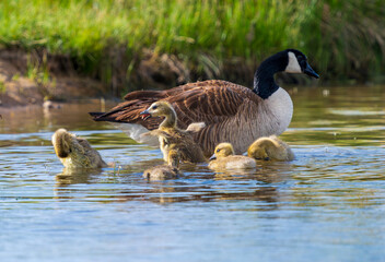 A group of Baby Geese grooming and bathing in the shallow waters of a lake with their mother nearby.