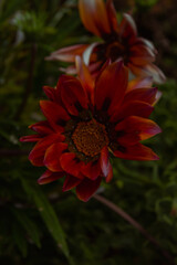 A picture of a flower taken in the botanical garden in Cape Town, South Africa