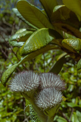 A picture of a flower taken in the botanical garden in Cape Town, South Africa