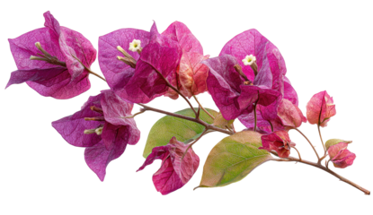 Magenta bougainvillea branch.  Close-up of vibrant magenta flowers and green leaves, against a black background.  Detailed, slightly stylized,  graphic depiction of exotic flora