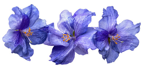 Three vibrant, light purple hibiscus flowers in close-up, outlined against a black backdrop