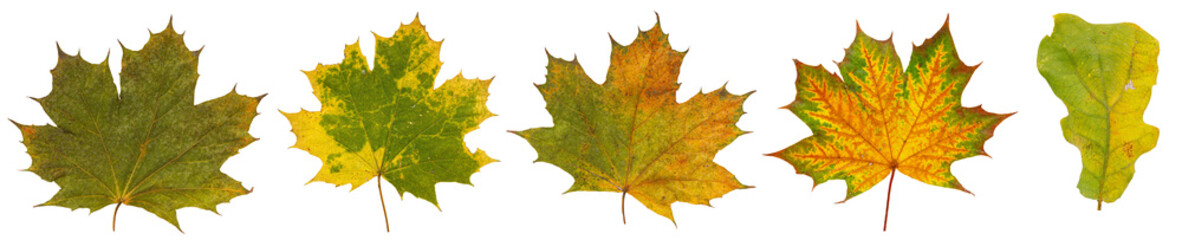 Collection of Colorful Autumn Leaves with Vibrant Colors on Isolated Background