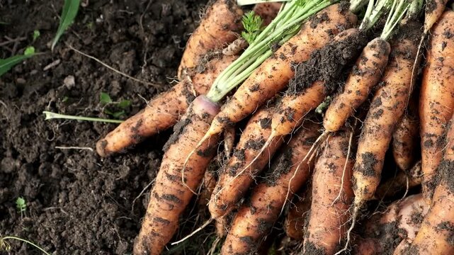 Fresh carrots on the ground. Harvesting vegetables.