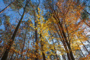 Fototapeta premium Vibrant autumn colors of orange and yellow leaves against a clear blue sky in a tranquil forest setting