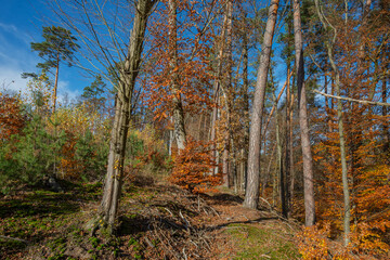 Autumn colors fill the landscape in a serene forest scene with tall trees and vibrant foliage under a clear blue sky