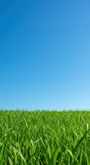 Fototapeta premium Bright green grass stretching under a clear blue sky, perfect high-resolution background for computers and mobile devices or aesthetic decor, background, sky, aesthetic
