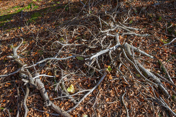 Broken branches and twigs scattered on the forest floor during autumn afternoon