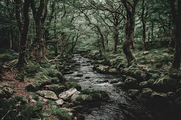 Obraz premium River winds through lush, mossy forest under dark, tangled trees