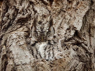 Grey morph screech owl demonstrating his exceptional capacity to camouflage himself  © BillieLafond