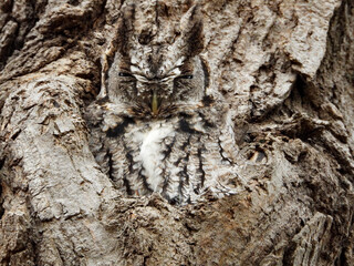 Grey morph screech owl demonstrating his exceptional capacity to camouflage himself 