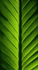 Macro shot emphasizing the intricate structure and vibrant green color of a fresh leaf, highlighted by gentle sunlight and natural texture, purity, outdoor, tranquility