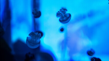 bangkok indoor aquarium famous creatures deep water closeup colours