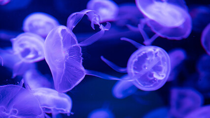 bangkok indoor aquarium famous creatures deep water closeup colours