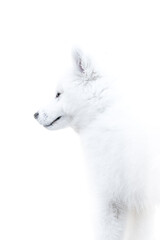 Samoyed puppy looking cute for the camera