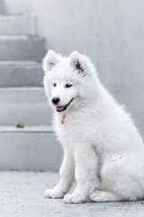 Obraz premium Samoyed puppy looking cute for the camera